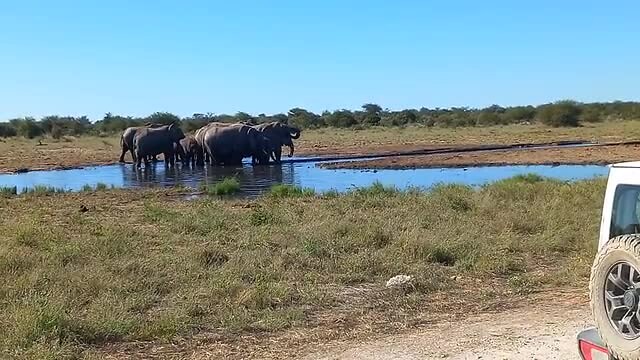 Drinkende en badend olifanten in het Etosha NP