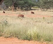 Wrattenzwijnen Waterberg Plateau NP