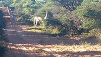 Giraffen op de weg
