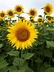 20170623_114006