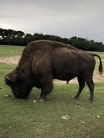 Buffalo bil in de duinen van Alentejo