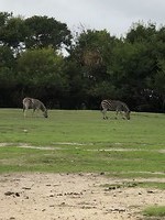 Zebra’s in Portugal