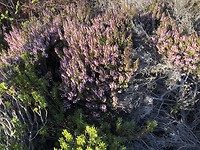 Bloeiende heide