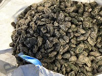Oesters