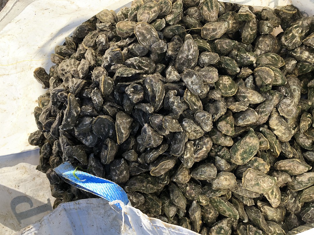 Oesters