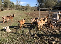 Lammetjes en geiten 🐐 tijdens wandeling naar Odeleite