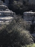 Grote hamburgers in El Torcal