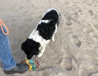 Beike met haar speeltje