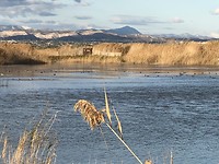 Vogelreservaat
