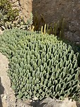 Cactusbos