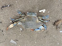 Prachtige kleuren van een dode krab