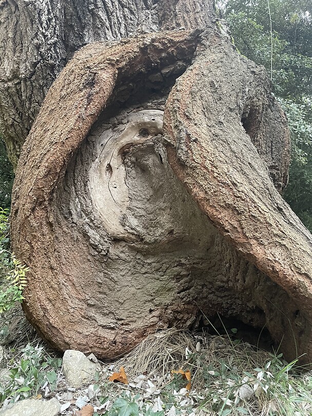 Boomkunst