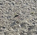 Strandloper in de wedlands