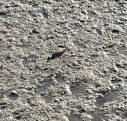 Strandloper in de wedlands
