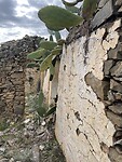 Cactushuis