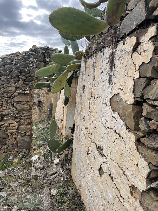 Cactushuis
