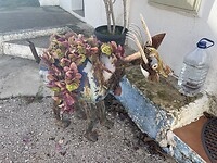 Burro Portugees voor ezel