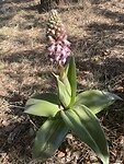 Orchidee