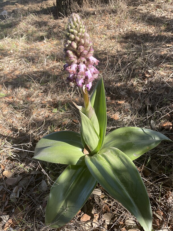 Orchidee