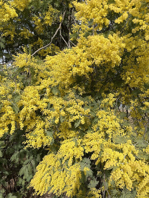 Mimosa