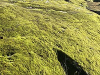 Rotsen zijn met groen fluweel bekleedt