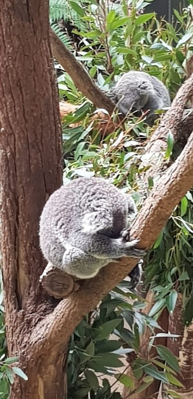 IMG-20180925-WA0014