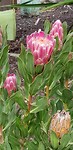 IMG-20180925-WA0016