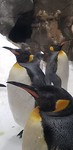 IMG-20181013-WA0003