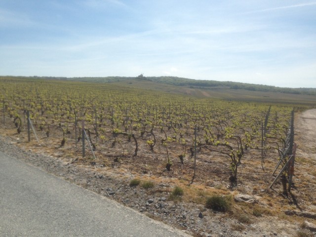 Tussen de Champagne