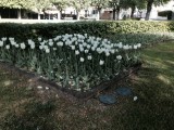 Tulpen