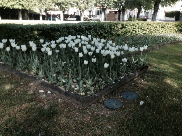 Tulpen