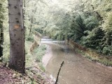 In het oneindige bos