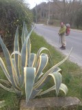 Een mooie Agave voor een mooie vrouw.
