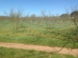 Door de hazelnootplantages