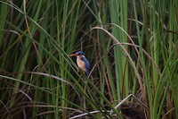 Ijsvogel