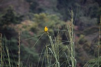 Vogel