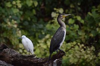 Vogels