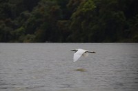 Vogel