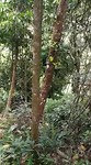 In de jungle