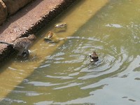IMG-20190409-WA0013