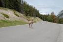 Mountain sheep in Banff National Park