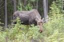Moose! in Jasper National Park
