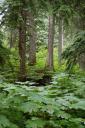 Cedar bomen in Glacier National Park