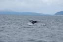Staart van een Bultrug Walvis (Humpback Whale)