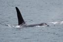 Killer Whale!!