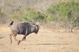 Wildebeast in actie