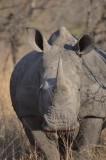 Rhino