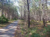 Fietsen door het bos