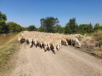 Schapen op het pad