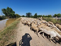 Nog meer schapen